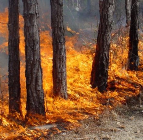 Przechytrzyć „czerwonego kura” czyli o zmaganiach leśników z pożarami